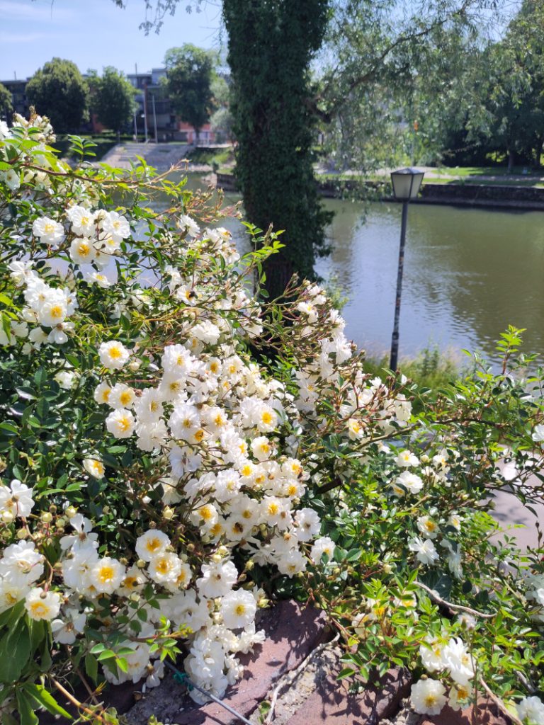 Eine weiß blühende Rose auf der Stadtmauer wird umschwärmt von vielen Bienen. Im Hintergrund ist die Donau zu sehen.