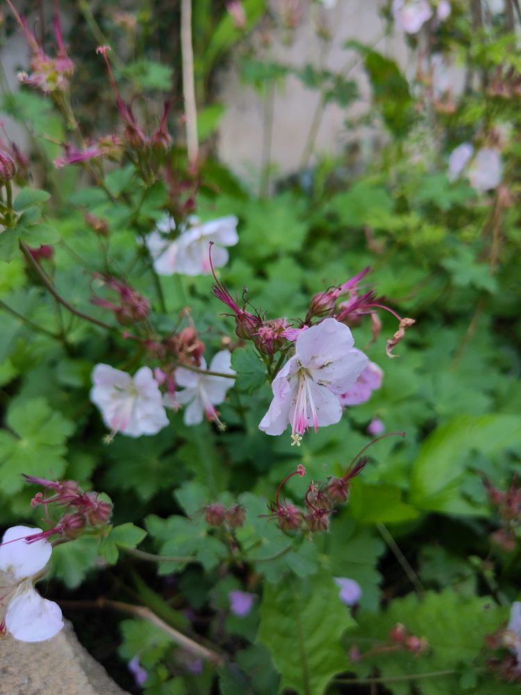 Ein rosa blühender Storchschnabel, schon fast am verblühen