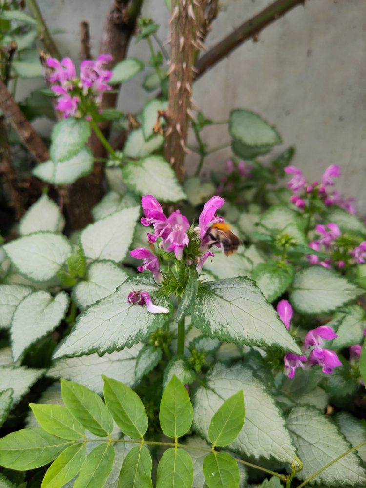 Lila-weiße Blüten der gefleckten Taubnessel mit Insektenbesuch