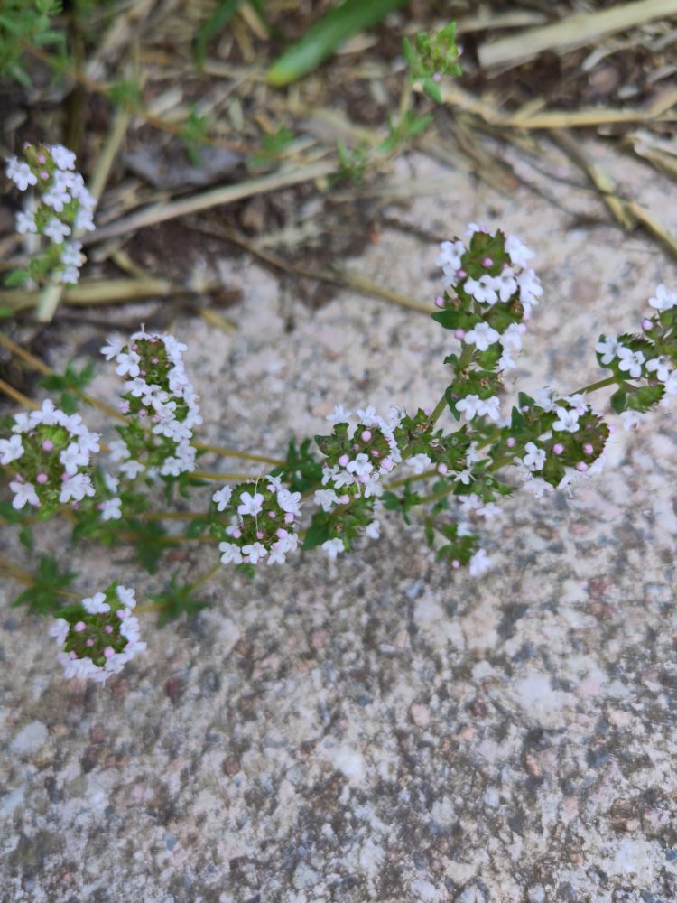 Filigran blühender Thymian