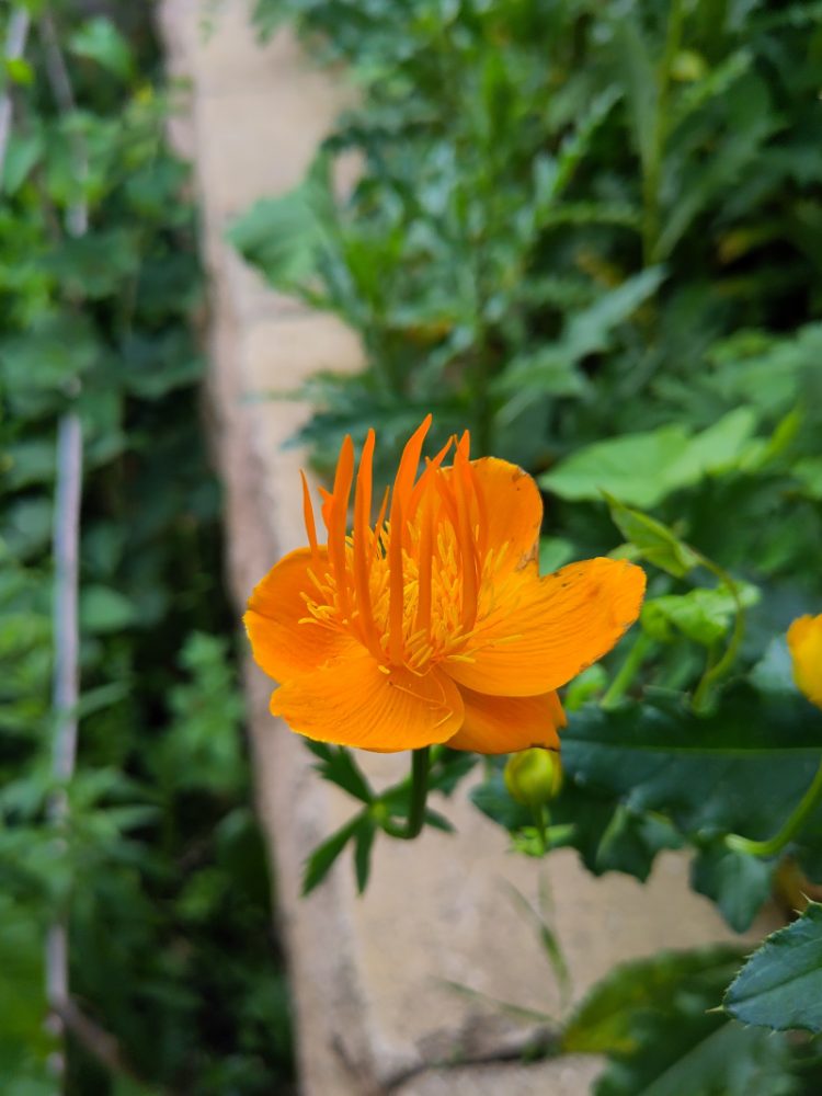 Eine kräftig orange-gelb blühende Trollblume