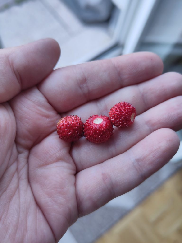 Drei kleine Walderdbeeren