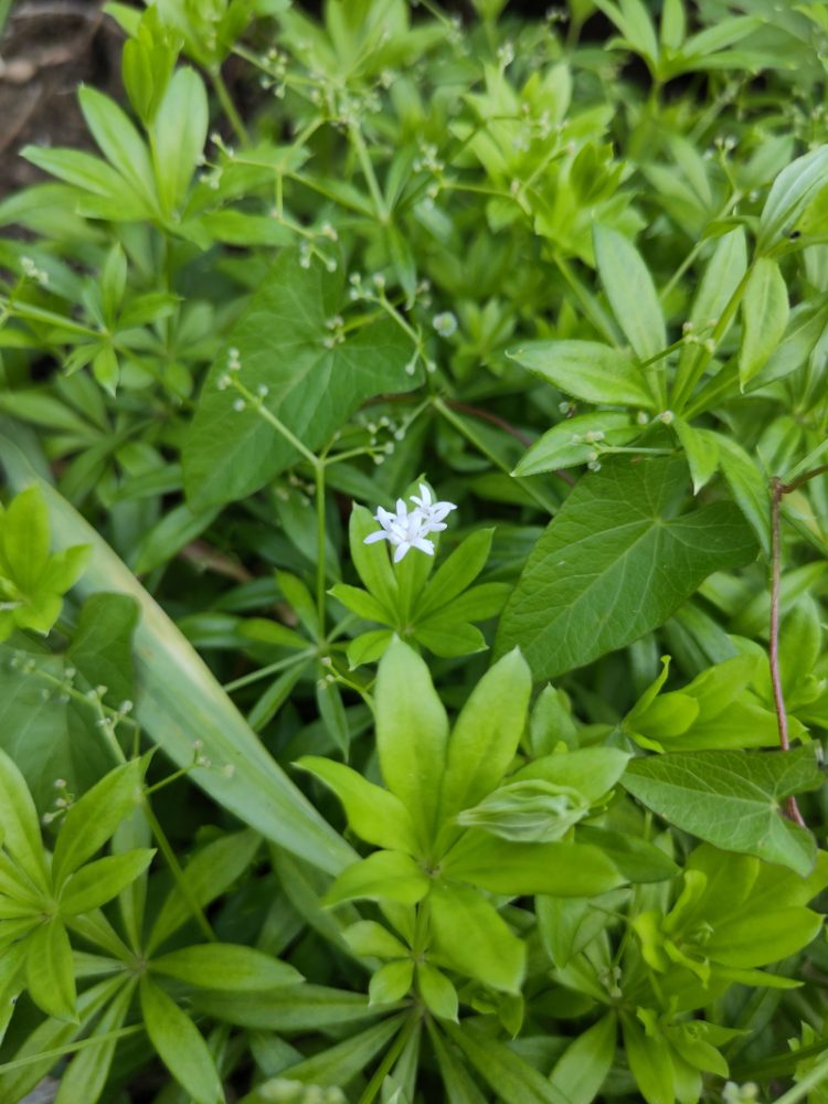 Eine einzelne verbleibende weiße Blüte vom Waldmeister