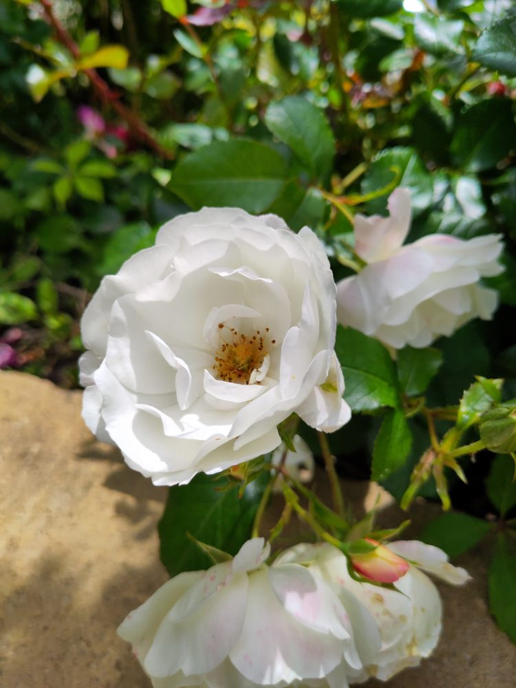 Weiße Rosenblüten der Sorte Weiße Wolke
