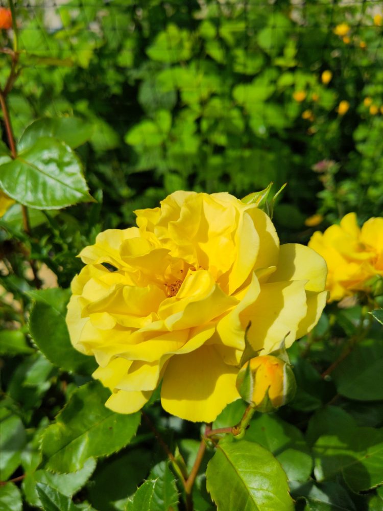 Eine leuchtend gelbe Blüte der Rose Westart