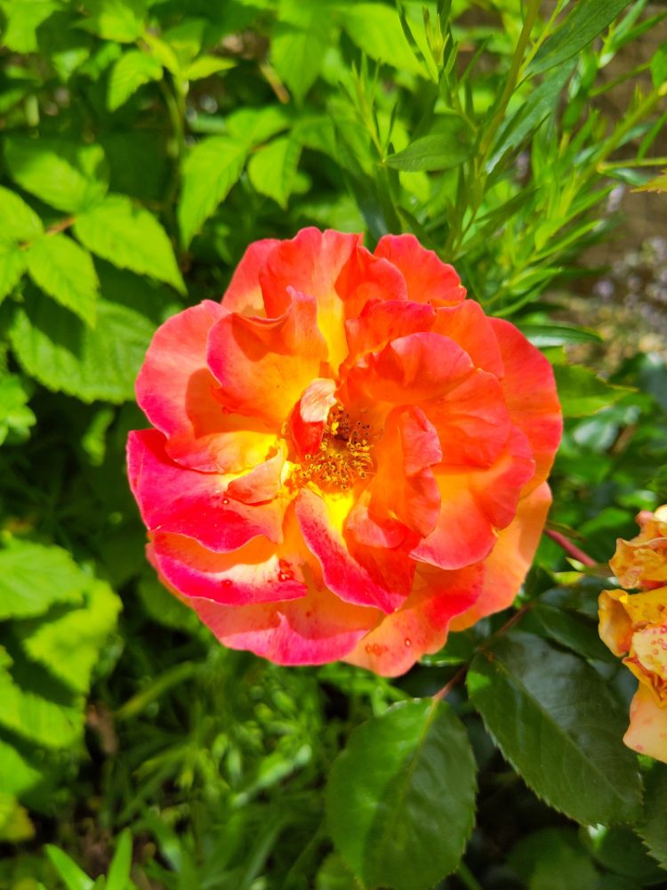 Eine orange-rote Blüte der Rose Westzeit