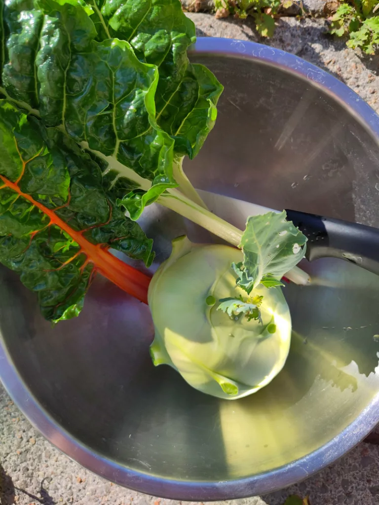 Eine Schüssel mit ein paar Stangen Mangold und einem großen Kohlrabi