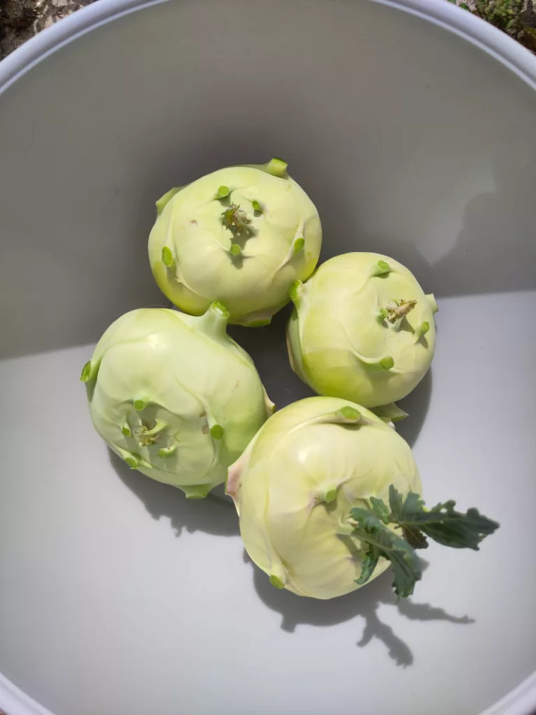 Vier kleinere Kohlrabi, die jweils aber auch ca. 5-6cm groß waren