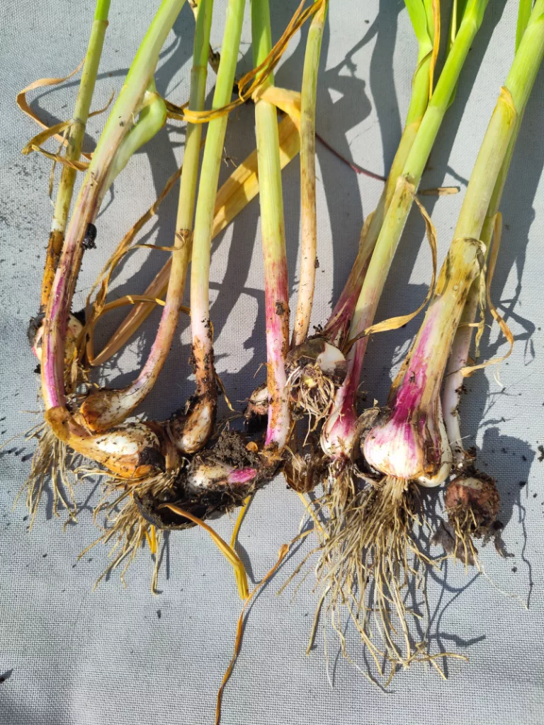 Frisch gezogener Knoblauch trocknet auf der Abdeckung des Outdoor-Sofas