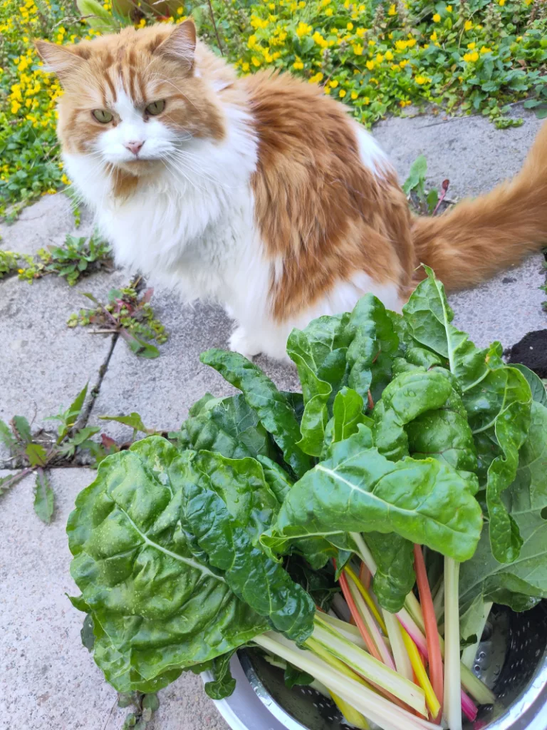 Eine Schüssel, die mit Mangold gut gefüllt wurde. Dahinter sitzt Neo und begutachtet das Gemüse.