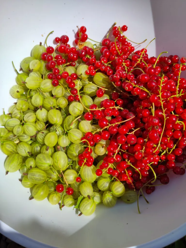 Eine weiße Schüssel, gefüllt mit grünen Stachelbeeren und roten Johannisbeeren