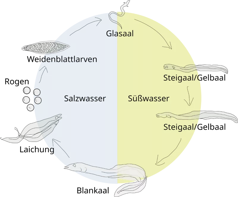Der Tag der Fische – der europäische Aal (Fisch des Jahres 2025)
