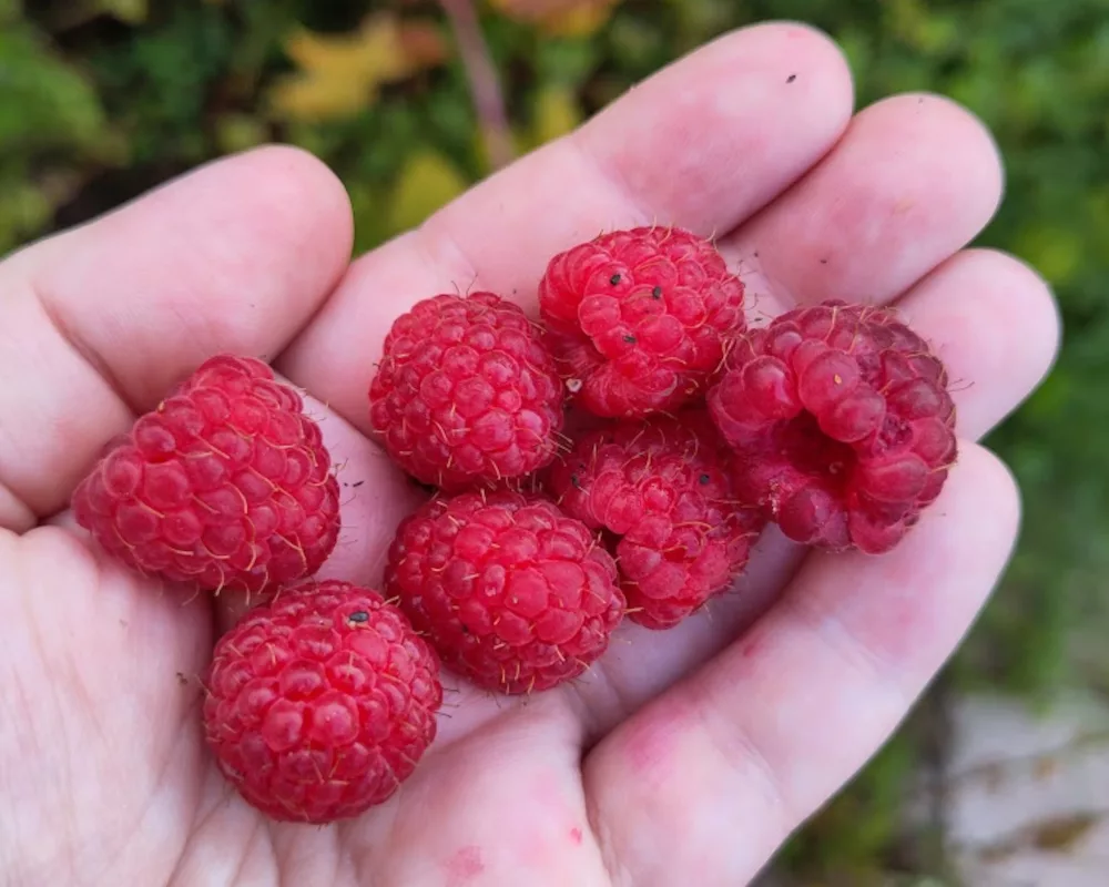 Herbsthimbeeren im Garten