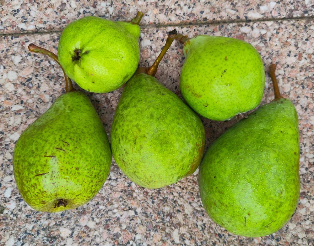 Fünf sehr grüne Birnen auf den Terrassenplatten. Zwei kleinere wurden oben hingelegt, sie stammen von einer von drei englischen Zwerg-Birnen. Drei etwas größere Birnen darunter stammen von der Sorte "Köstliche von Charneux"