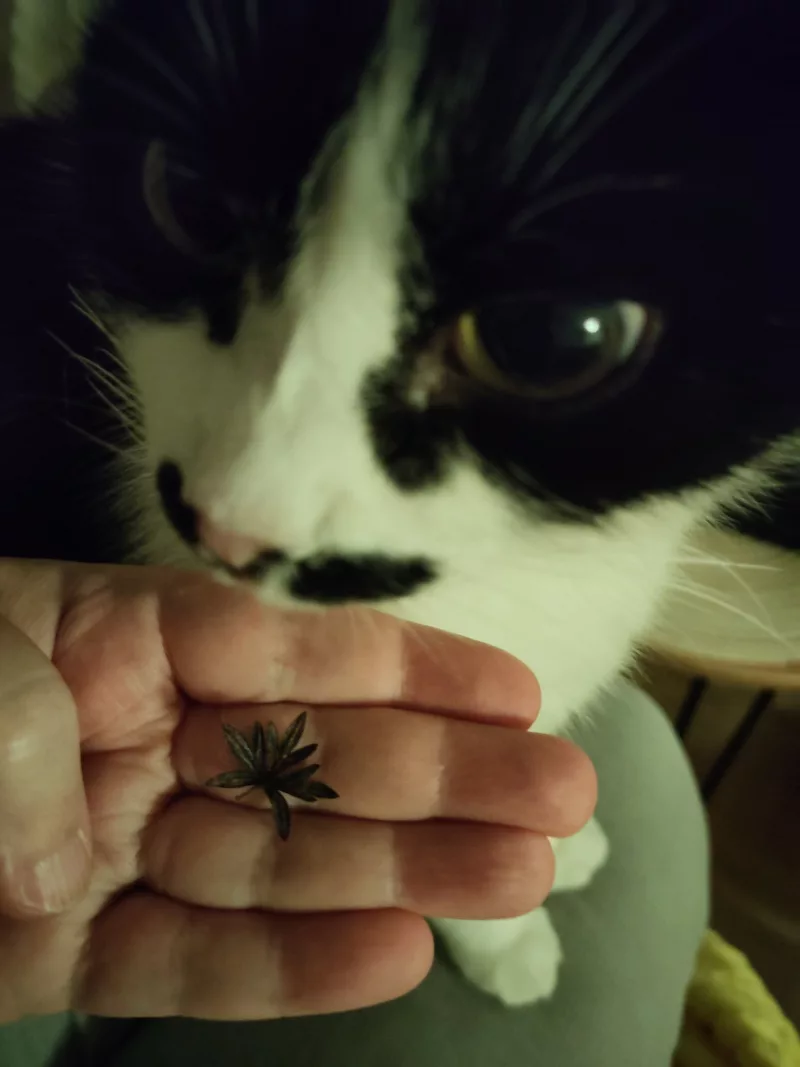 Athos im halb beleuchteten Wohnzimmer sitzt auf meinem Schoß und beguckt mit mir ein kleines Blatt aus dem Garten, das er mitgebracht hat.