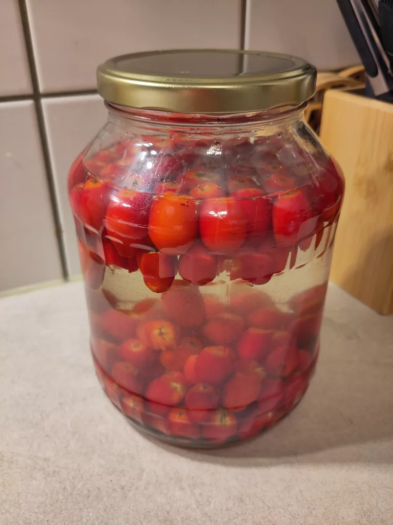 Ein frisch angesetzter Hagebutten-Essig. In einer Mischung aus Wasser und Essigessenz schwimmen 500g Hagebutten in einem großen Glas.