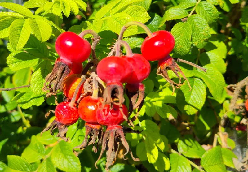 rote reife Hagebutten einer Kartoffelrose