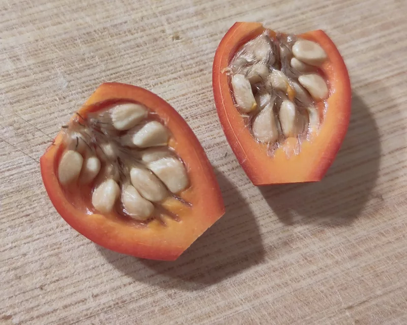 Eine halbierte Hagebutte. Die Frucht gibt nun den Blick auf die Kerne und Härchen im Inneren frei.