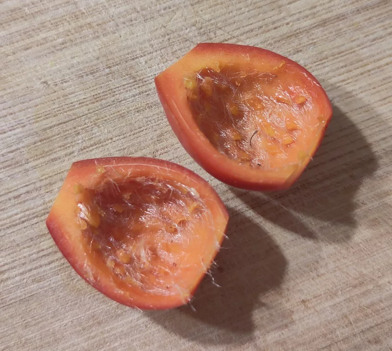 eine halbierte Hagebutte mit entfernten Kernen. Es sind noch die Härchen in der Frucht zu erkennen.