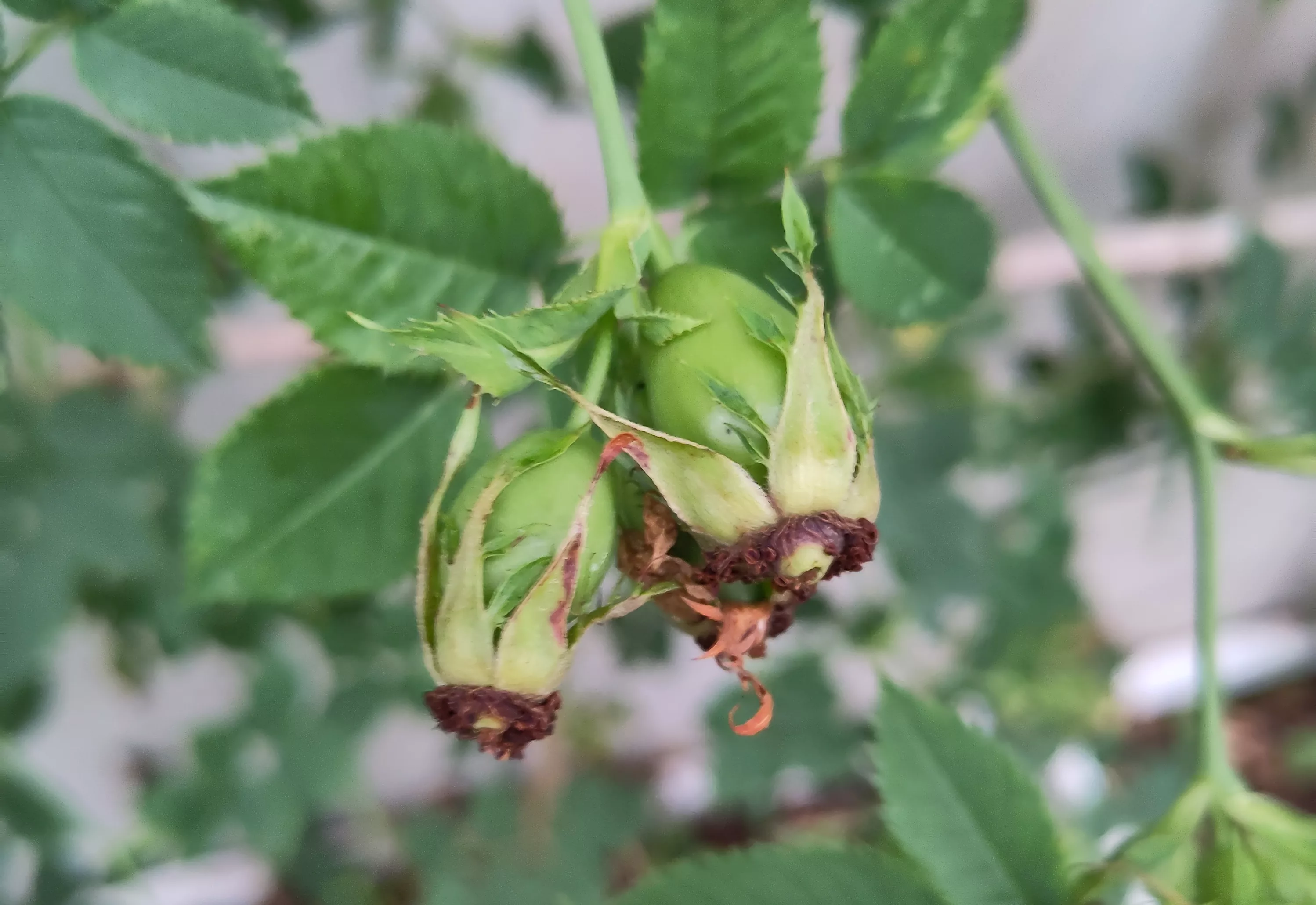 noch unreife grüne Hagebutten einer Hundsrose