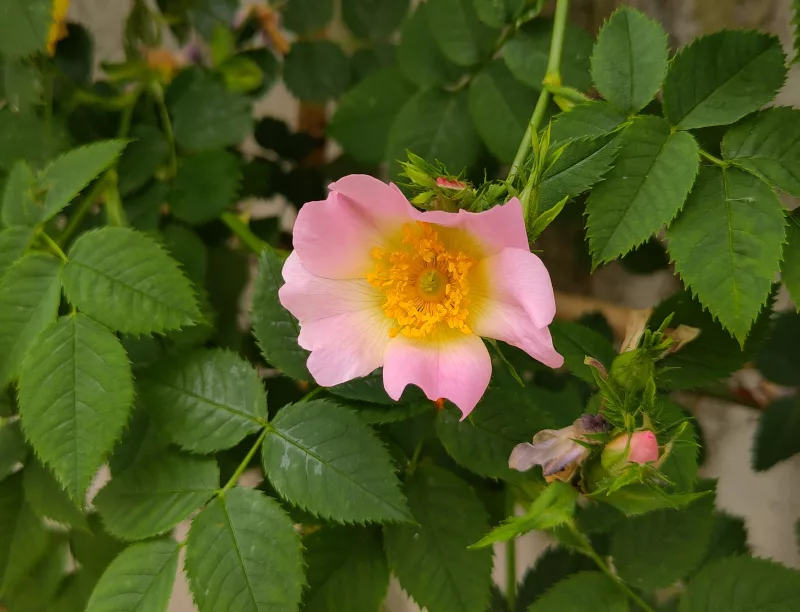 eine leicht rosafarbene Blüte einer Hundsrose