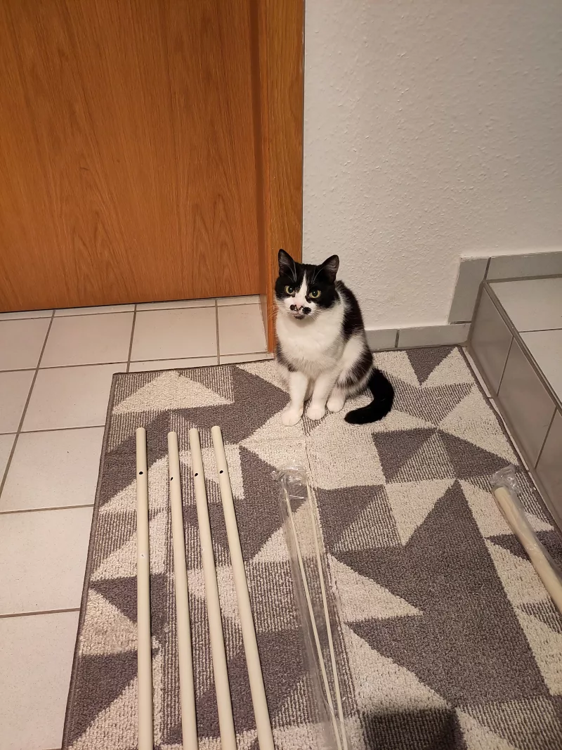 Athos sitzt auf dem Fußabstreifer an der Kellertreppe und bewacht die weiteren Bauteile für die Kleiderstange im Keller.