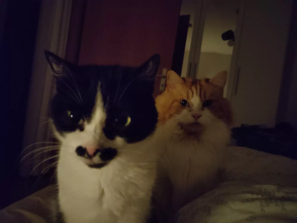 Athos und Neo sitzen hintereinander auf dem Bett und warten darauf, dass ich aufstehe.