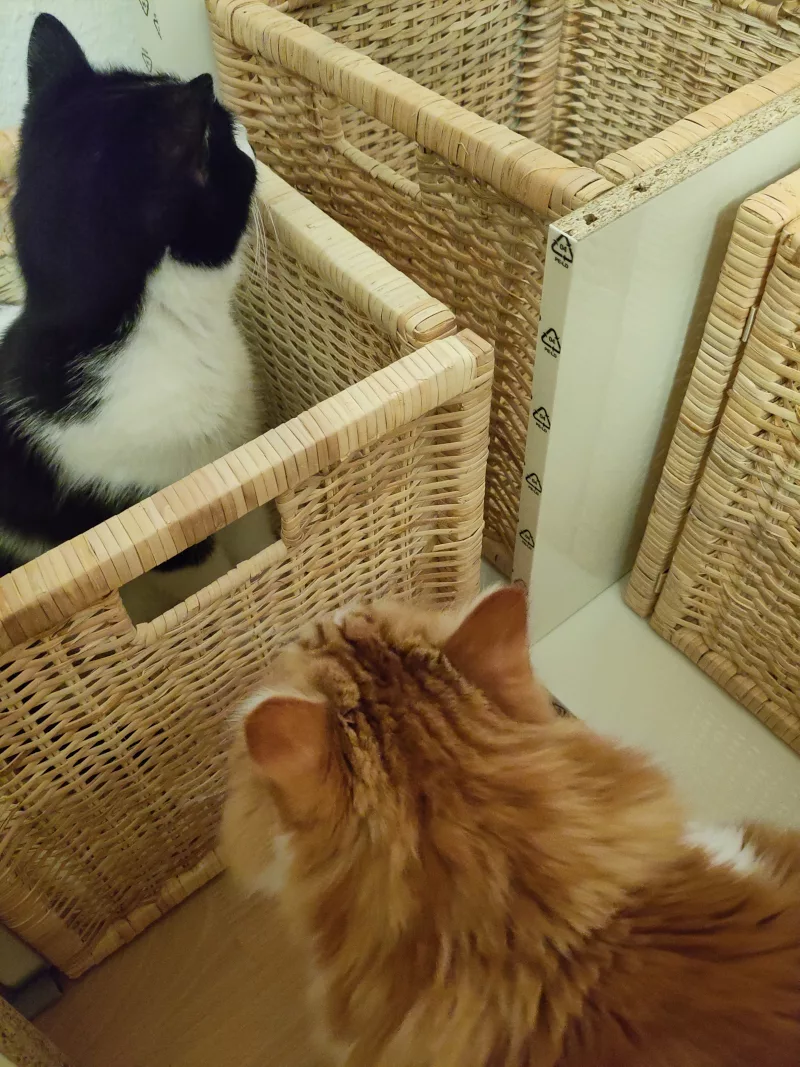 Athos sitzt in einem Korb für das Regal im Arbeitszimmer. Neo beäugt was der Kumpel da gerade macht. Dabei hat Athos schon den nächsten von insgesamt vier Körben im Visier.