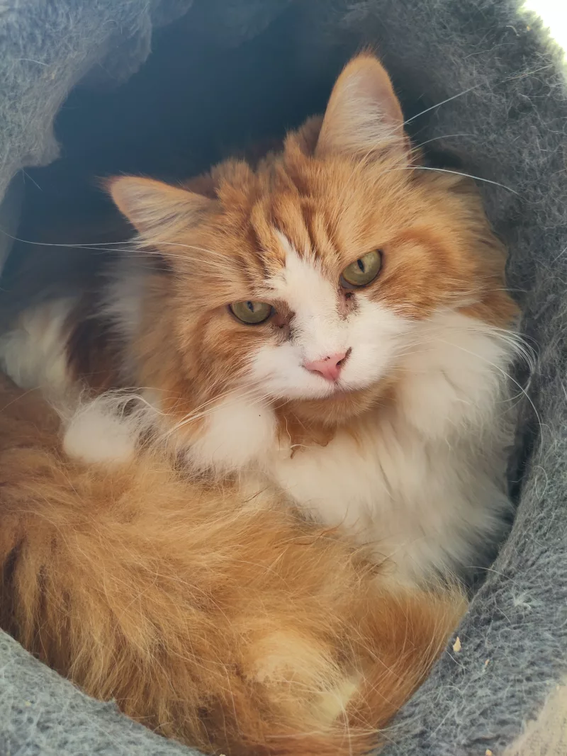 Neo hat sich erfolgreich in eine eigentlich zu kleine Kuschelhöhle gestopft.