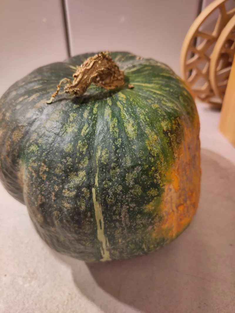 Ein ca. 1,5kg schwerer Kürbis der Sorte "Sweet Mama" mit einer grün panaschierten Schale. An der Seite, die auf dem Erdboden lag hat sich der Kürbis nicht grün sondern eher orange-gelb verfärbt.