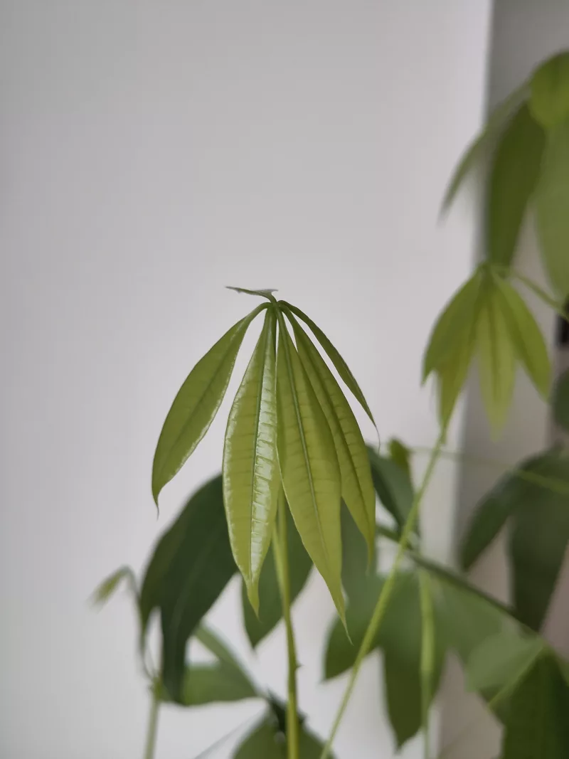 Ein frisch gebildeter Blätterkranz an der Glückskastanie