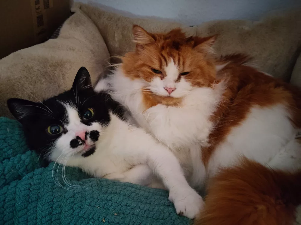 Athos und Neo liegen zusammen im Körbchen