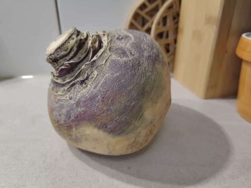 Eine ganze Steckrübe mit einem lila-grauem "Kragen".