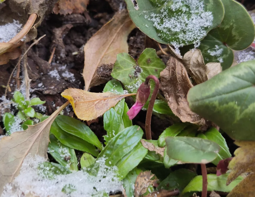 Eine einzelne Blütenknospe eines pink blühenden Alpenveilchen