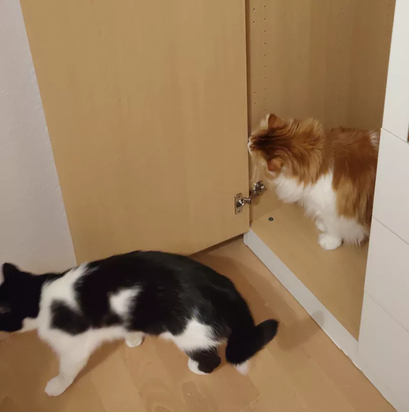 Neo und Athos erkunden den leeren Kleiderschrank.