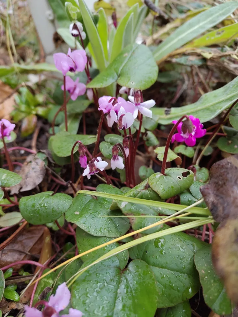 Pinke, weiße und rosa blühenden Alpenveilchen.