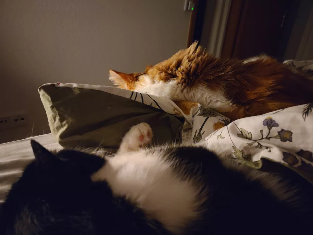 Athos und Neo liegen gemeinsam mit mir im Bett