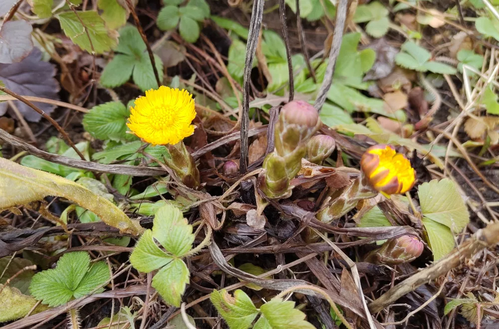 Huflattich Blüten und Blütenknospen aus einer Pflanze