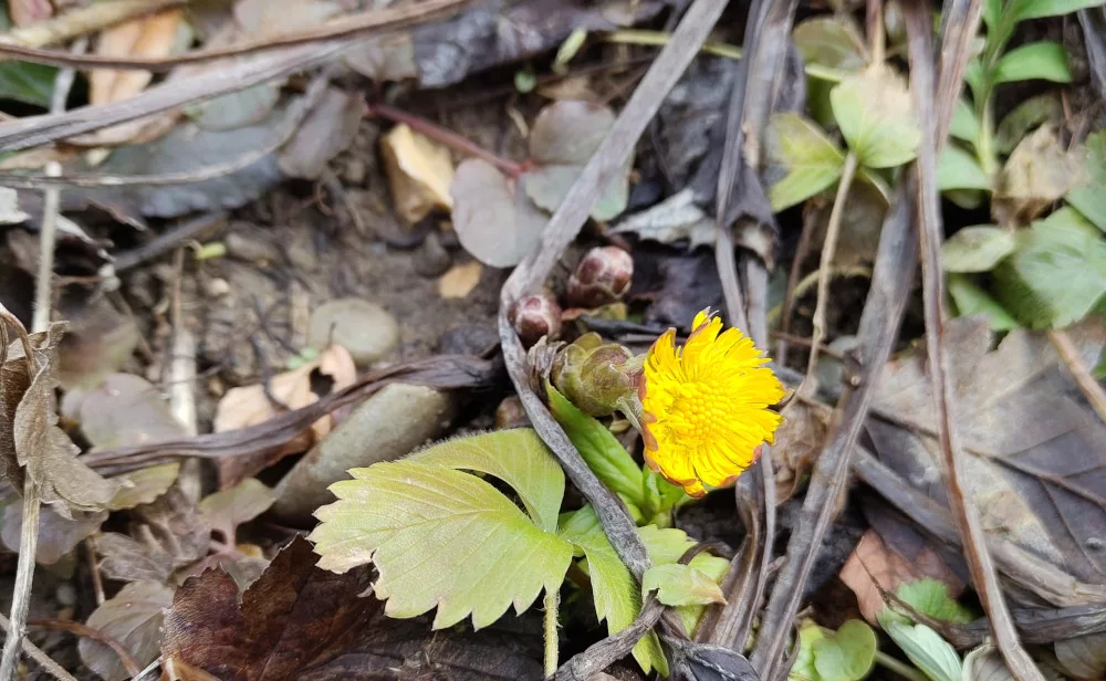 eine weitere schräg positionierte Huflattich Blüte