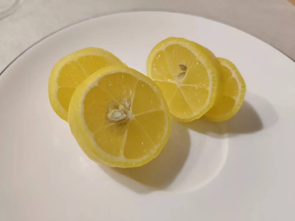 Die Limequat wurde in dicke Scheiben geschnitten und zeigt nun ein paar wenige Kerne in der Mitte, ansonsten aber gelbes Fruchtfleisch mit der üblichen Segmentierung einer Zitrusfrucht.