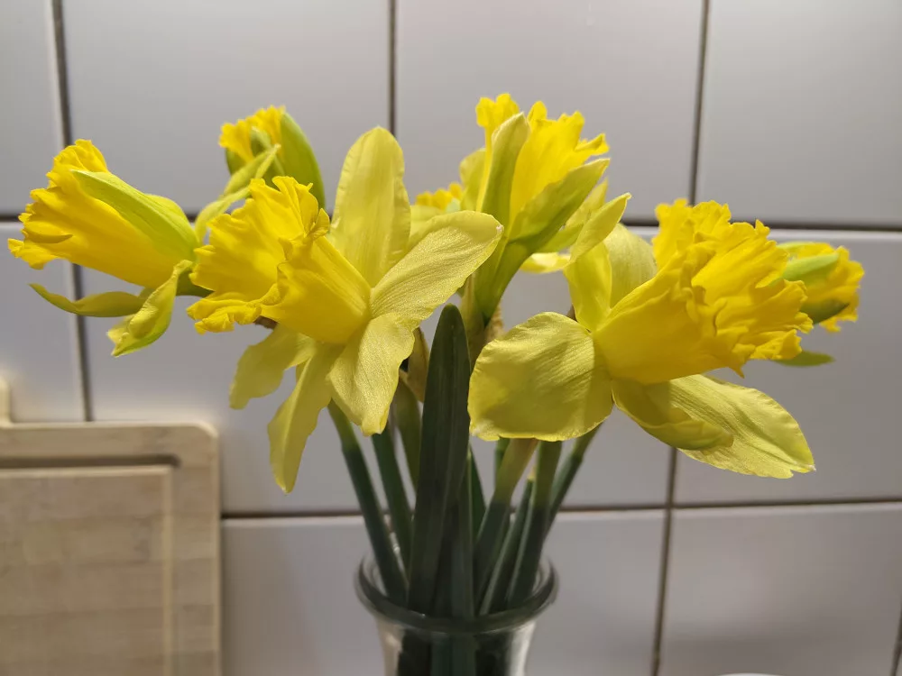 Ein Strauß aufgeblühter gelber Narzissen. Außer den Blumen ist auch noch die Öffnung des einfachen Glasgefäßes, ein Weckglas, zu erkennen.