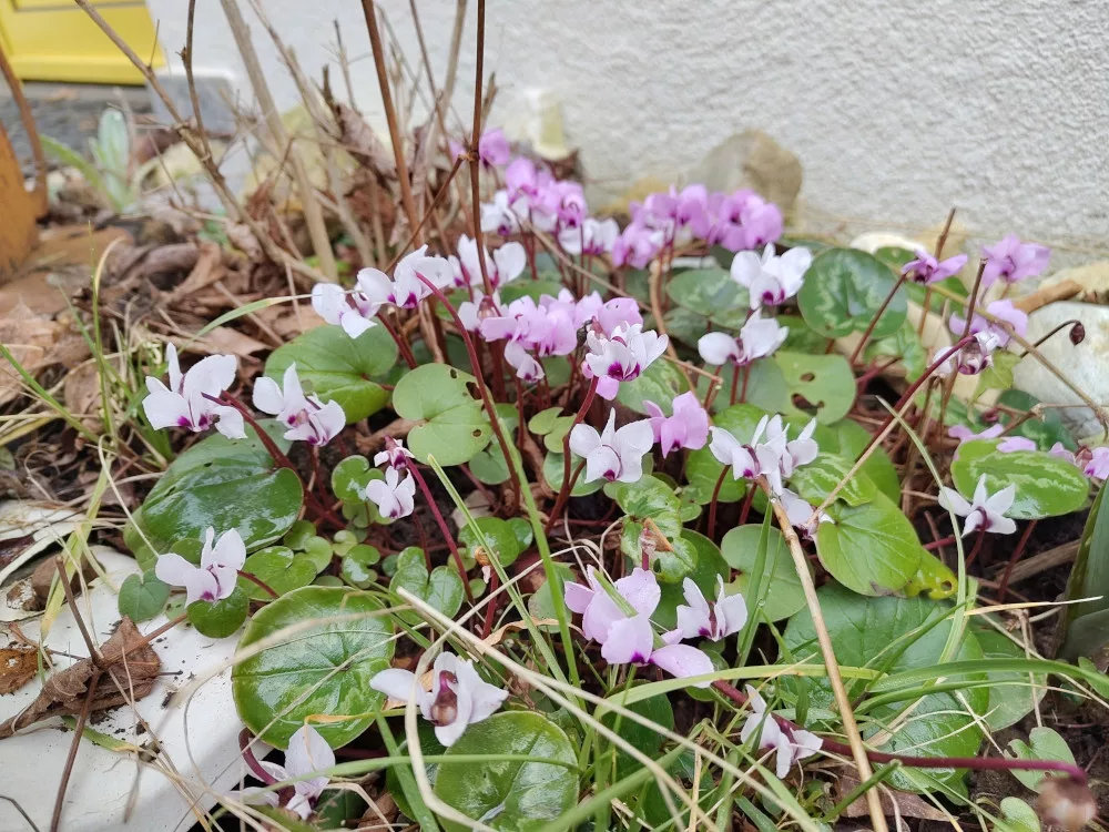 weiße und rosane Alpenveilchen