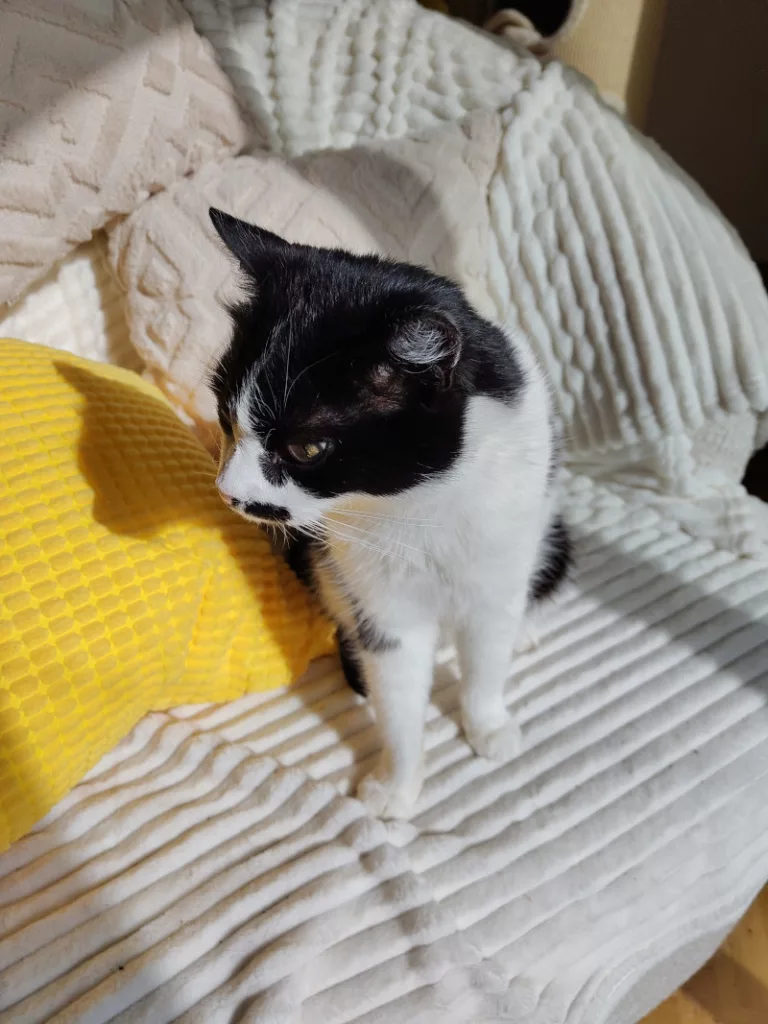 Athos sitzt auf einem sonnenbeschienenen Sessel, der mit weißen Decken und einem gelben Kissen ausgestattet wurde.