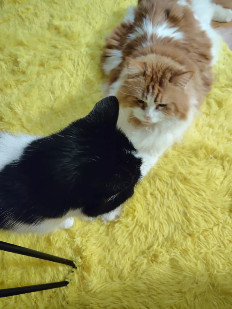 Neo liegt auf dem leuchtend gelben Teppich und Athos steht über ihm.