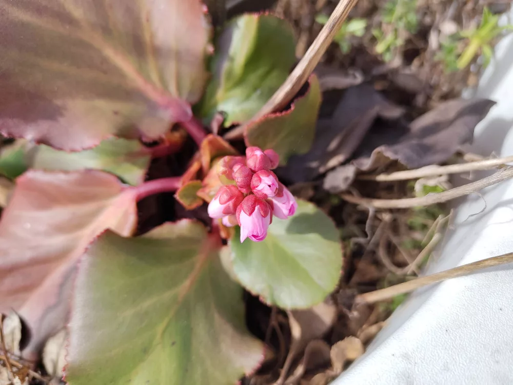 eine pink blühende Bergenie ist startklar und braucht vielleicht nur noch ein paar Tage um richtig aufzublühen