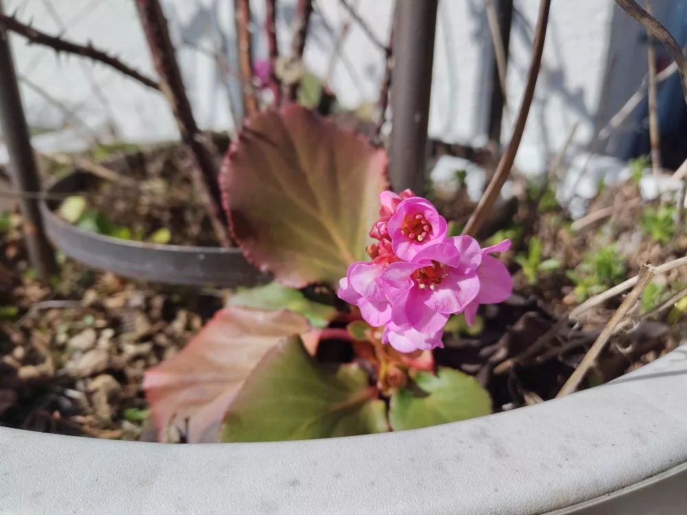 Die Blüten einer pink blühenden Bergenie haben sich geöffnet