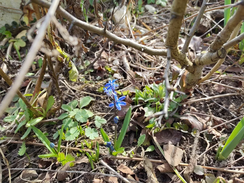 Ein erstes Blausternchen ist unter der Mispel gewachsen. Bei genauerem Hinsehen bemerkt man weitere Blausternchen, die nun aus der Erde kommen und wachsen wollen.