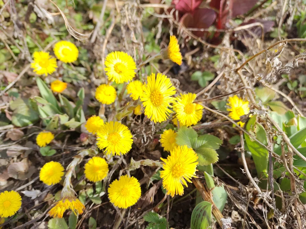 Eine Vielzahl von gelb blühendem Huflattich