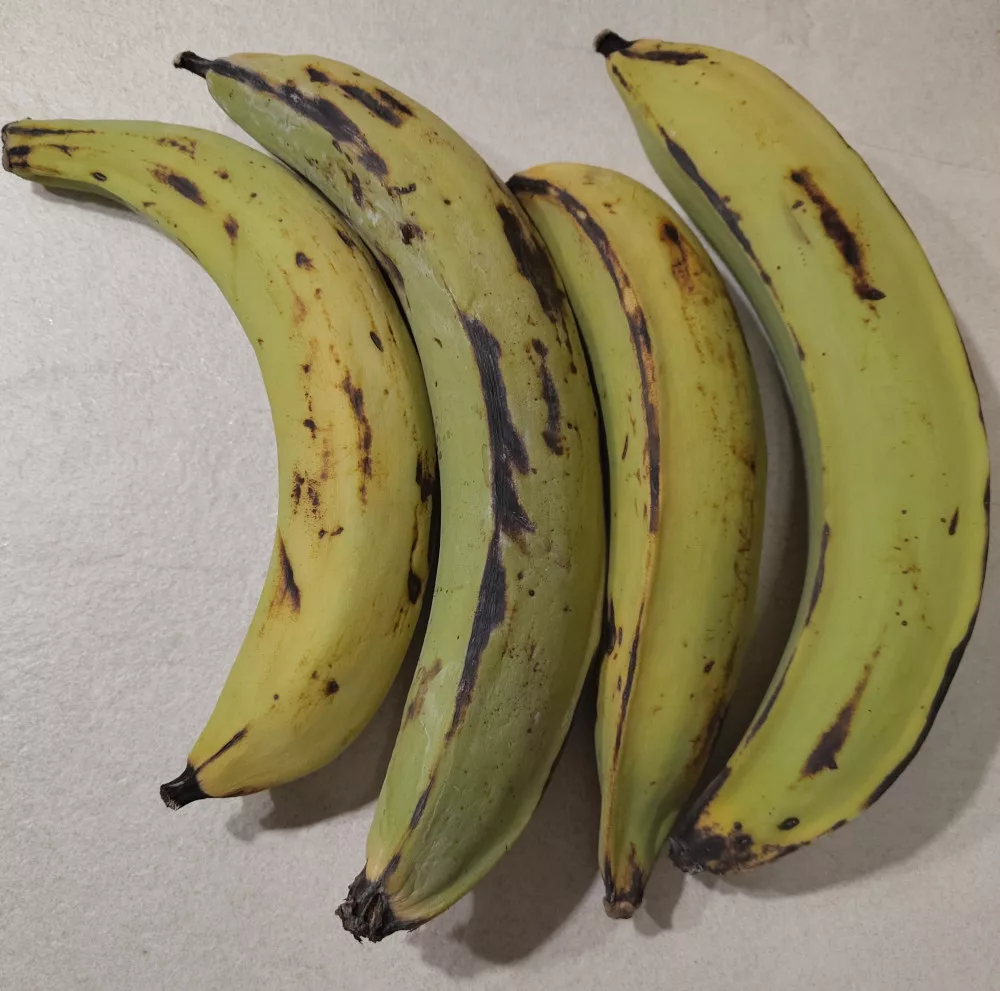 Vier grüne Kochbananen. Teilweise ist bereits ein gelblicher Einschlag an der Schale zu erkennen.