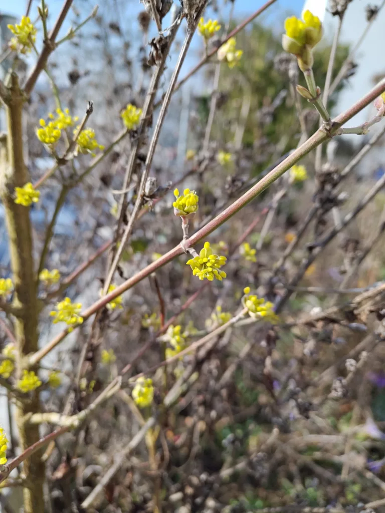 Zahlreiche gelbe Blütenbüschel an einer Kornelkirsche